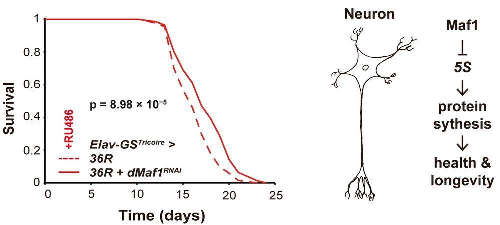 Left: Lifespan of females with adult-specific, pan-neuronal induction of dMaf1RNAi(V109142) with 36R driven by Elav-GSTricoire. Right: Model of how Maf1 activity in neurons impacts aging.