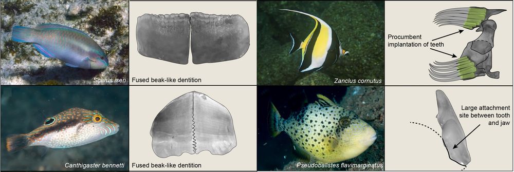 Extreme morphological adaptations to accommodate large teeth in fish jaws. Depicted are species from the upper 10% of our dataset on tooth size, which have all evolved unique modifications to accommodate large teeth in their jaws. Top left: Upper jaw of Scarus iseri, in labial view. Photo credit Louis Imbeau, iNaturalist (CC BY 4.0). Bottom left: Lower jaw of Canthigaster bennetti, in labial view, showing the fused beak. Photo credit Rickard Zerpe, Flickr (CC BY 2.0). Top right: Lateral view of Zanclus cornutus upper jaw showing the procumbent implantation of teeth. The arrow indicates the location of a horizontal tooth crypt. Photo credit Laszlo Ilyes, Flickr (CC BY 2.0). Bottom right: Lateral view of teeth from the lower jaw of Pseudobalistes flavimarginatus. The arrows indicate large attachment sites on the lingual aspect of the tooth. Photo credit Rickard Zerpe, Flickr (CC BY 2.0).