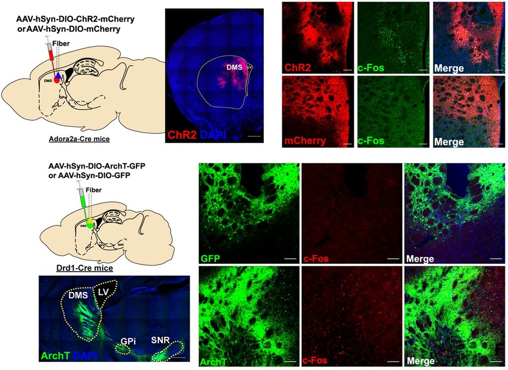 Top: Optogenetic activation of anterior but not posterior D2R-neurons impaired WM under low cognitive load. Top left: Schematic illustrating virus injection and optic fiber implantation in DMS of Adora2a-Cre (+) mice. Top middle: Representative images showing ChR2 (red) and DAPI (blue) expression in DMS. Top right: Photo-stimulation of ChR2 led to notable c-Fos induction in DMS (green). Scale bar, 100 μm. Bottom: Optogenetic inhibition of D1R-neurons selectively improved WM maintenance and retrieval under higher cognitive loads. Bottom left: Schematic illustrating virus injection and optic fiber implantation in DMS of Drd1-Cre (+) mice, plus a representative images showing ArchT expression (green), DAPI staining (blue) in DMS, and its projections to the GPi and SNR. Bottom right: Photoinhibition of ArchT resulted in c-Fos induction in DMS (red). Scale bar, 100 μm