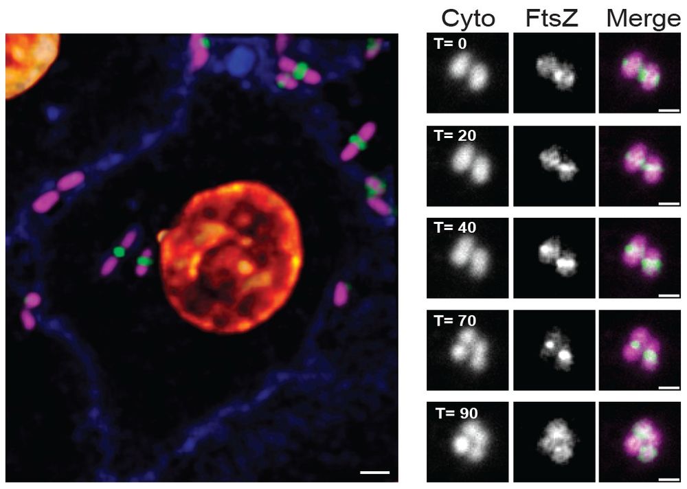 Divisome dynamics in intracellular UPEC cells during infection. Left: Representative confocal image of intracellular UTI89 expressing a division marker (FtsZ-mCitrine; pseudo coloured green) with mCherry (pseudo coloured magenta) as cytoplasmic marker, bladder cell membranes shown in blue (CellBrite Steady Membrane 405) and nuclei shown in gold (NucSpot Live Cell 650). Right: Still images of a time-lapse sequence showing FtsZ-mCitrine (pseudo coloured green) driven coccobacilli divisions imaged using HiLo illumination.