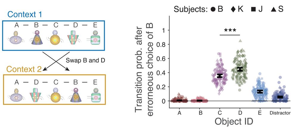 Subjects swap objects between non-adjacent ordinal positions. Left: Context 2 swapped the ordinal position of objects B and D. Right: Probability of choosing objects immediately after erroneously choosing object B in context 2: Three stars denote p < 0.001 difference (Welch’s t test with Bonferroni correction).