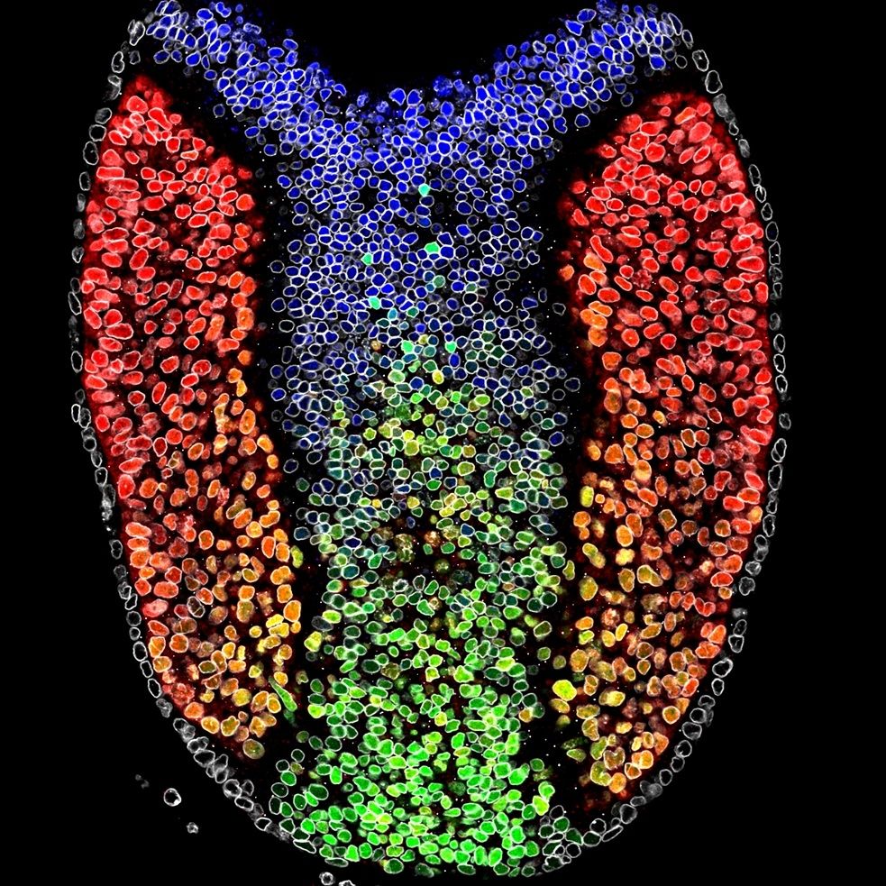 Patterning of cell identities in the posterior E8.5 mouse embryo. Co-expression of mesoderm marker TBXT (blue) and neural marker SOX2 (green) identifies cells in the neuromesodermal (NMP) progenitor region at the intersection of their respective gene expression gradients. TBX6 (red) marks paraxial mesoderm and also marks sporadic mesoderm-committed cells emerging within the NMP region. LAMINB1 (white) marks the nuclear envelope of all cells. Credit: Matthew French.