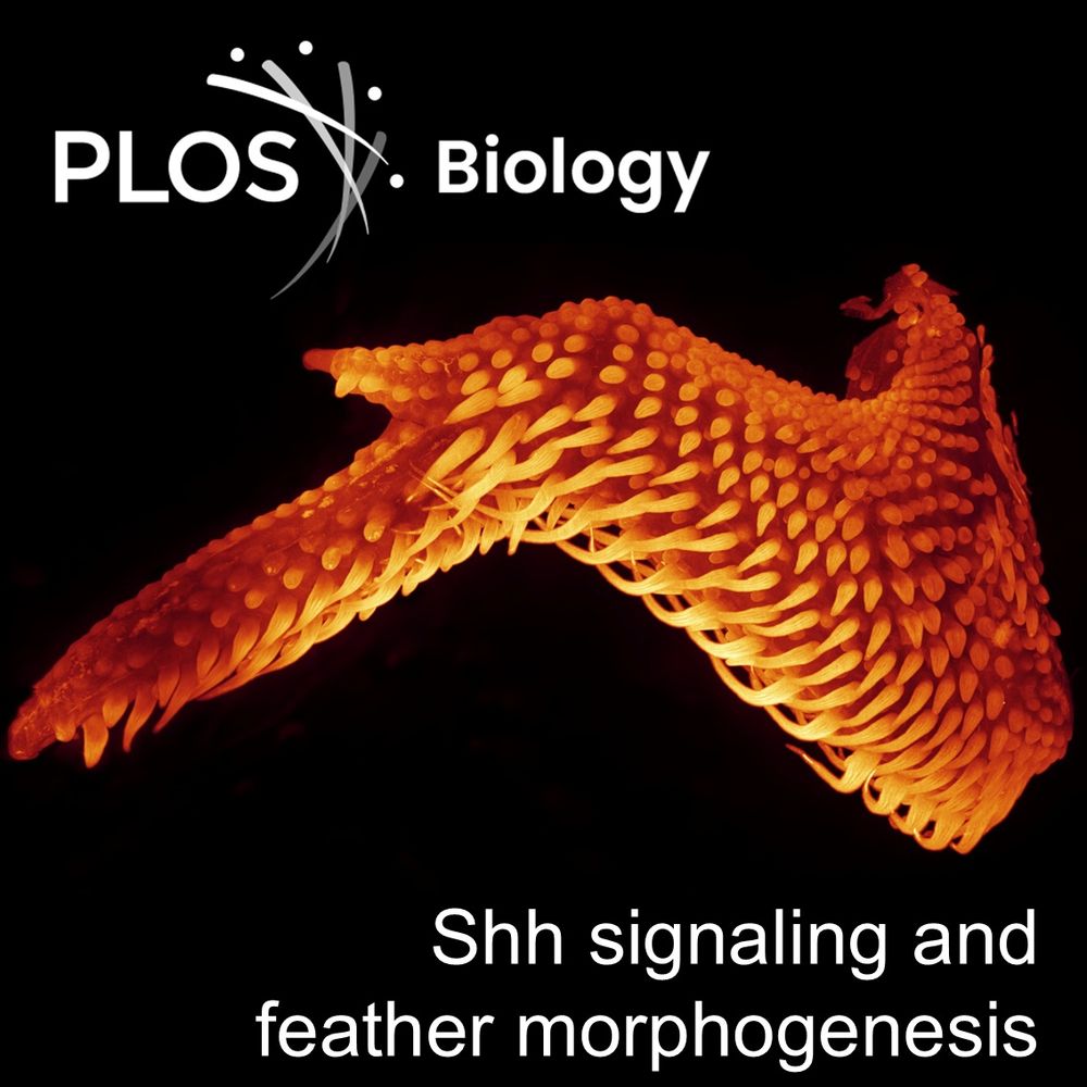 The wing of a chick embryo at the twelfth day of incubation, with feather buds covering the entire embryonic wing.