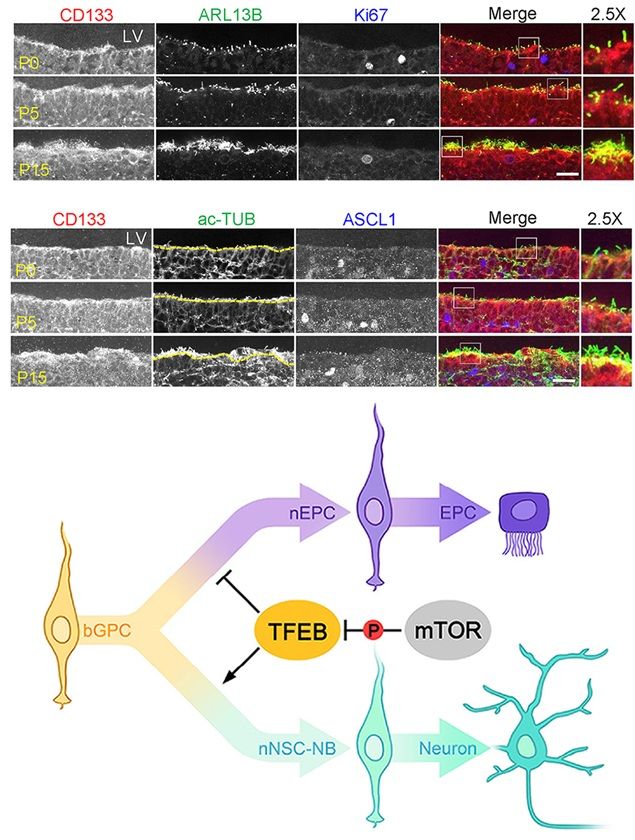 Top: CD133 showed specific enrichment on the apical surface of radial glial cells (RGCs) in the developing ventricular zone (VZ) from postnatal day 0 (P0) to P15. Ciliary membrane marker (ARL13B) and the ciliary microtubule marker acetylated-tubulin (ac-TUB) indicated ependymal cell (EPC)-lineage differentiation. Cell proliferating marker (Ki67) and neural stem cell (NSC)-lineage marker (ASCL1) indicated NSC-lineage transition. The framed region was further magnified to show details. The boundary between lateral ventricle (LV) and VZ was denoted by the yellow dotted line for better distinguishing ciliary ac-TUB and cytoplasmic ac-TUB in (B). The scale bars are 20 μm. Bottom: A model illustrating how TFEB functions in the process of bGPC specification during VZ development.