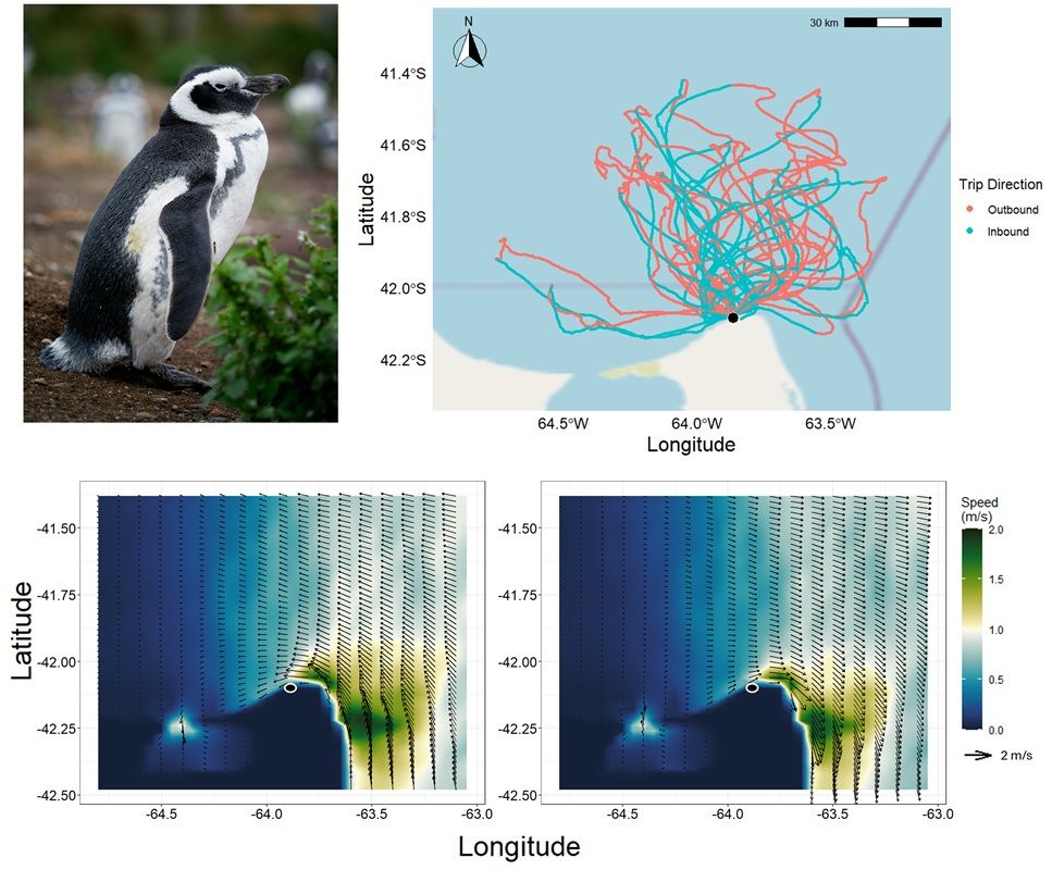 Top left: A magellanic penguin in Tierra del Fuego, Argentina. Image credit: Unsplash user William Warby. Top right: The GPS-corrected dead-reckoned tracks of 27 penguins at sea, colored to distinguish between the outbound (red) and inbound (blue) phases of their foraging trips. Bottom: A ‘snapshot’ of the current conditions within the grid area, showing peak tidal strength during a single day as a function of the tidal cycle, including the outgoing (‘ebb’ – left panel) and incoming (‘flood’ – right panel) tides. Penguins are often subjected to strong cross-currents during these phases. The colony location is marked by a small black filled circle with a white outline.
