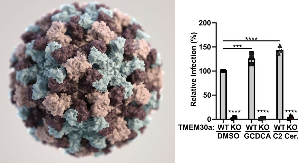 Left: Based on electron microscopic (EM) imagery, this three-dimensional (3D) illustration provides a graphical representation of a ingle norovirus virion, set against a beige background. The different colors represent different regions of the organism’s outer protein shell, or capsid (credit: Unsplash user CDC). Right: BV2 or BV2ΔTMEM30a cells were infected with MNVCR6-HiBiT at an MOI 0.5 in the presence of DMSO, 500 µM GCDCA, or 50 µM C2 ceramide. Sixteen hours post-infection cells were lysed and infection was measured using Nano-Glo HiBiT Lytic Detection System (Promega) post-lysis. Samples are normalized to BV2 cells treated with DMSO.