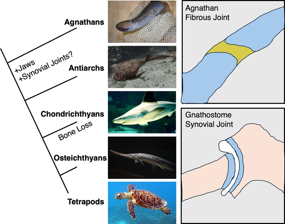 Left: A phylogeny of chordates, flanked by images of a lamprey, a placoderm, a brown shark, a longnose gar and a hawksbill turtle. Agnathans such as lampreys lack synovial joints. The first putative evidence of synovial joints in the fossil record is in early gnathostomes such as the antiarch placoderm fish that lived during the Silurian and Devonian periods. Modern gnathostomes such as cartilaginous fishes (i.e., chondrichthyans such as the brown shark), bony fishes (i.e., osteichthyans such as the longnose gar), and limbed vertebrates (i.e., tetrapods such as the Hawksbill turtle) possess synovial joints in their jaws, fins/limbs, and other locations. All images used are freely available without copyright restrictions. Top right: a typical agnathan joint is shown where glycosaminoglycans and proteoglycans are uniformly distributed across the cartilages (blue) that are connected by fibrous tissue (olive). Bottom right: a typical gnathostome synovial joint is shown where surface cartilage has a unique proteoglycan composition from the underlying cartilage and bone, and a fluid-filled cavity separates adjacent skeletal elements.