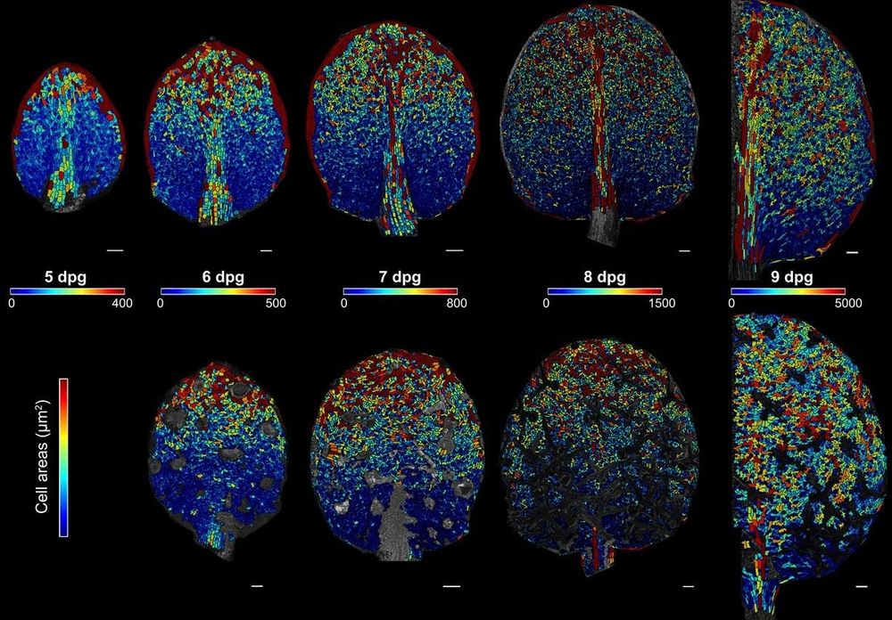 Cell-size patterning occurs as a basipetal wave simultaneously on the adaxial and abaxial sides of the leaf. Cell area heat maps in µm2 of leaf 1 or 2 at different stages of development on the abaxial side (Top Row) and on the adaxial side (Bottom Row) of the same leaf at 5, 6, 7, 8, and 9 dpg (half leaf). Unsegmented regions on adaxial leaves correspond to trichomes, which were not considered in this analysis. Each stage is associated with a distinct heat map color range. Scale bars represent 50 µm at 5 and 6 dpg, and 100 µm at 7, 8, and 9 dpg. 