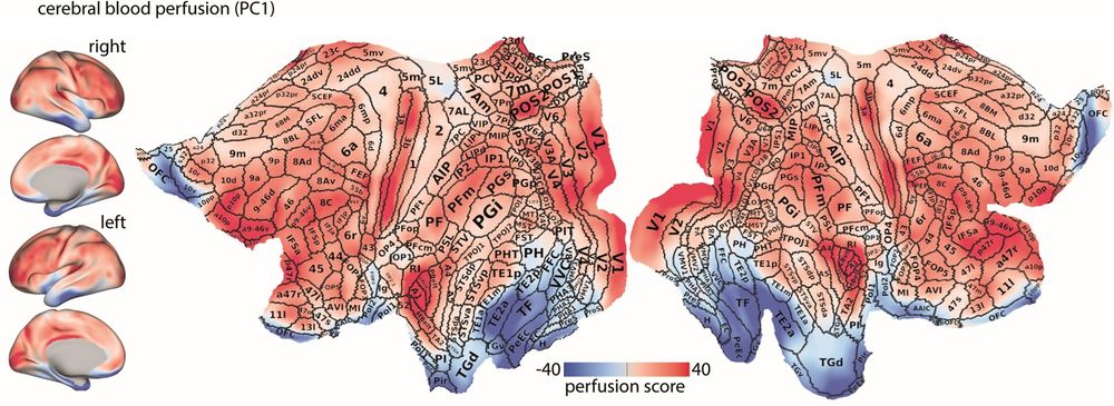 Normative blood perfusion map on lateral and medial views of the inflated and 2D flat cortical surfaces (fsLR). Borders and areal names of the multi-modal Glasser parcellation are overlaid on the flat surface. The figure highlights the non-uniform distribution of perfusion scores across the cortex, with areas that have sharp gradient compared to their underlying perfusion score levels (e.g., LIPv and MT/MST).