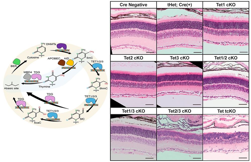 Left: The active DNA methylation cycle. (i) 5mC is added by DNMTs. (ii) The TET enzymes oxidize 5mC to 5hmC. (iii) 5hmC is converted to 5fC and 5caC by the TET enzymes, followed by conversion back to cytosine by TDG and the base-excision repair pathway. (iv) Alternatively, APOBEC converts 5mC to thymine, causing DNA mismatch. Right: H&E staining of an allelic series of TET conditional P21 mutants.
