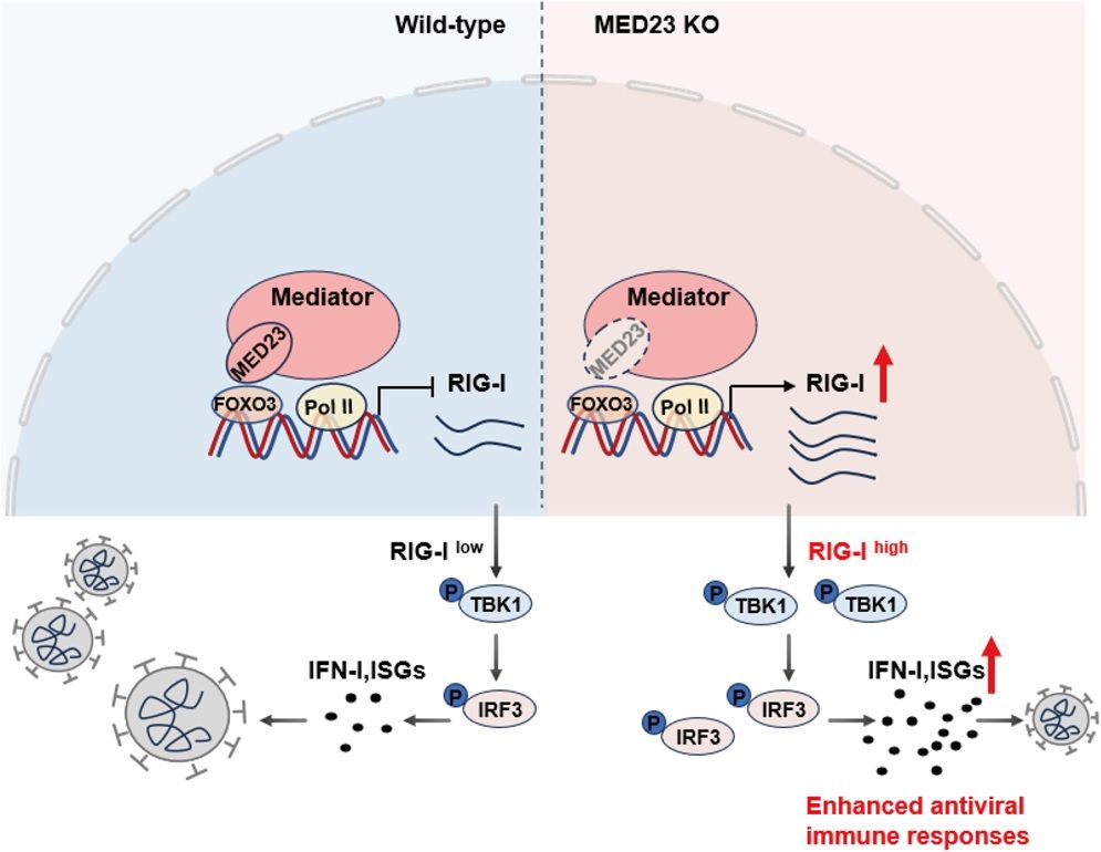 Schematic showing that Med23 inhibits the antiviral IFN-I response by negatively regulating RIG-I. Med23 interacts with Foxo3 to transcriptionally repress RIG-I, thereby inhibiting the RNA virus-induced phosphorylation of TBK1 and IRF3, suppressing antiviral innate immune response, and promoting virus replication.