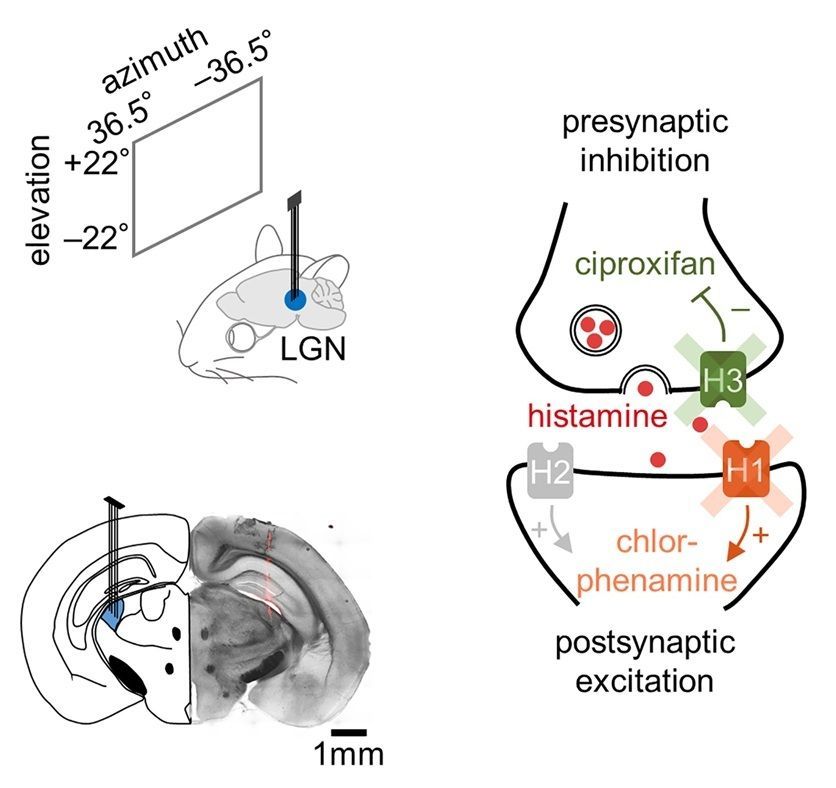 Histamine reduced LGN visual responses in awake head-fixed mice. Schematic diagram of LGN recordings (top left) and a representative histological image showing the electrode location (bottom left; DiI stain, red). Right: Schematic diagram of histamine receptor localizations and their cellular function. Chlorphenamine blocks the postsynaptic receptor H1 (orange) that mediates the action of histamine postsynaptically, while ciproxifan blocks the autoreceptor H3 (green) that inhibits presynaptic histamine release. 