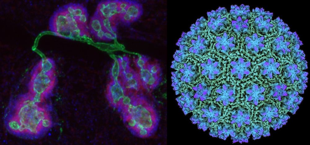 Left: A Drosophila neuromuscular junction with a reduced expression of the retrotransposon Copia, resulting in an expansion of synaptic material (Green = motor neuron, Red = anti-Copia, and Blue = postsynaptic marker). Right: The Copia capsid structure as determined by Cryo-EM. Image credits: laboratories of Travis Thomson and Brian Kelch.