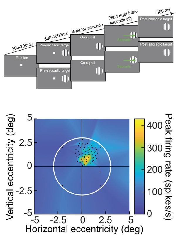 Testing for trans-saccadic prediction error signaling by foveal SC neurons. Top: Monkeys generated a delayed, visually-guided saccade towards an extrafoveal target. The authors used a delayed paradigm to make sure that there was a stable visual image upon saccade generation. In some trials, the saccade target was unchanged throughout the whole trial (high spatial frequency grating embedded within a circular patch for this shown example). In other trials, they detected saccade onset and immediately flipped the saccade target to another feature (from a low to a high spatial frequency texture in the shown example). Bottom: The authors only selected foveal SC neurons with response fields (RF’s) not extending towards the pre-saccadic extrafoveal stimulus location. In this example, the RF was almost entirely contained within <2 deg eccentricity. Each black dot is a stimulus onset location during RF mapping, and the white circle (3 deg radius) shows the extent of the saccade target if it was perfectly foveated post-saccadically. The target covered the RF post-saccadically but not pre-saccadically. The z-axis indicates the visual response strength of the neuron at each stimulus location.