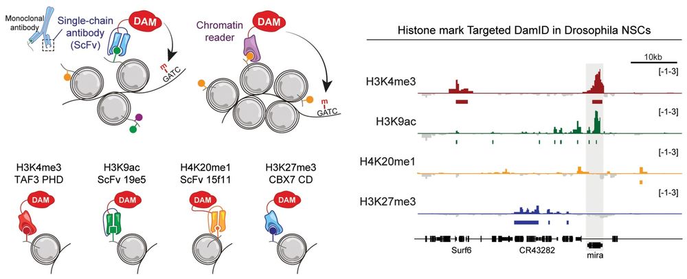 Profiling histone marks with TaDa. Top left: Schematic showing methods used for Targeted DamID profiling of histone modifications. Bottom left: Illustration demonstrating fusion of Dam to chromatin-binding domains for H3K4me3 or H3K27me3 and to mintbodies (scFvs) against H3K9ac or H4K20me1. Right: Histone marks near the Mira locus (shaded) in Drosophila third-instar neural stem cells.
