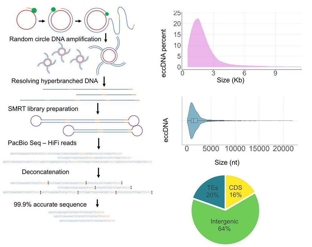 Dynamics and distribution of eccDNA in Arabidopsis. Left: Schematic representation of eccDNA amplification and sequencing via CIDER-Seq pipeline. Top right: EccDNA size distribution in Arabidopsis Col-0 leaf tissues (n = 4,158). The x-axis shows eccDNA size in kb and the y-axis shows the percentage of eccDNAs belonging to each window. Middle right: Size ranges of eccDNAs with marked median and quantiles (n = 4,190). Bottom right: Percentages of eccDNA reads mapping to TAIR CDS, TE, or intergenic databases (values represent the average of three replicates).