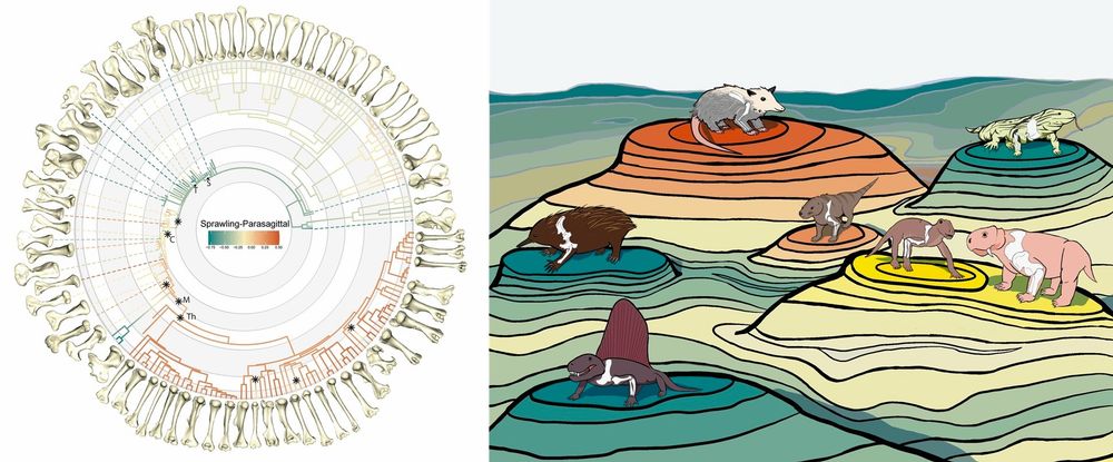 Left: Phylogeny of tetrapods showing the evolution of posture from sprawling (green, yellow) to upright or parasagittal (orange), illustrated with humeri of select living and fossil species to show changes in morphology over time. Image credit Robert Brocklehurst. Right: The adaptive landscape of posture evolution in mammals and their ancestors. Living and fossil species with sprawling vs upright postures occupy different adaptive peaks. Image credit Magdalen Mercado.