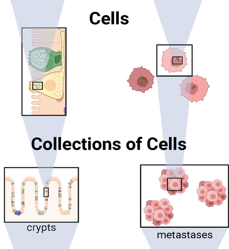The image presents a comparison between individual cells and groups of cells, focusing on structures such as crypts and metastases.