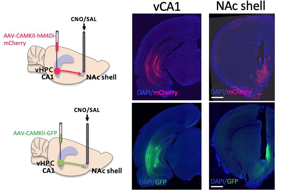 Chemogenetic inhibition of ventral hippocampus CA1 (vCA1) to NAc shell projections. Left: Schematic diagram of inhibitory DREADDS (hM4Di-mCherry) or empty vector (GFP) transduction in vCA1 and cannula implantation in NAc shell via which CNO or saline was microinfused for pathway-specific inhibition. Right:  Representative images of somatic transduction of hM4Di-mCherry or empty vector GFP in vCA1 (left) and axonal transport of the viral load in the NAc shell (right). Scale bar, 1 mm.