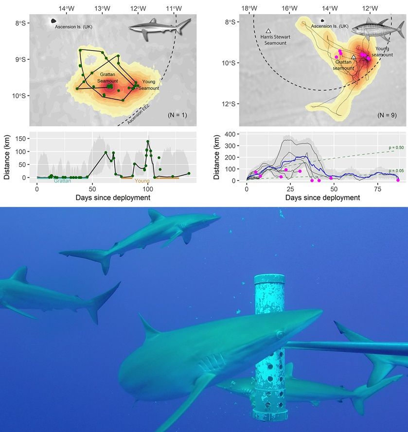 Top left: Movements of a single silky shark (C. falciformis) tagged with a fin-mounted Argos-GPS SPOT transmitter on the Grattan Seamount in June 2017. Top right: Movements of 9 yellowfin tuna (T. albacares)  fitted with PSATs at the Southern Seamounts between May 2017 and February 2018. Bottom: Aggregation of silky sharks (Carcharhinus falciformis) recorded over the Grattan Seamount during a baited remote underwater video survey (credit: Ascension Island Government Conservation and Fisheries Directorate).