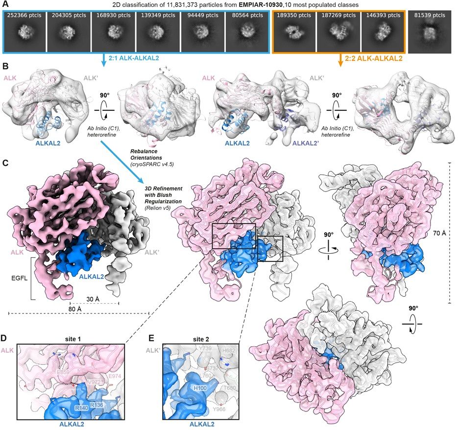  Reanalysis of cryo-EM data from EMPIAR entry EMPIAR-10,930 deposited by Reshetnyak and colleagues, Nature (2021). (A) Ten most populated 2D class averages after performing 2D classification on 11.8 million selected particles. Classes corresponding to 2:1 ALK–ALKAL2 particles are highlighted in blue, while classes corresponding to 2:2 ALK–ALKAL2 particles are highlighted in orange. (B) Ab initio model generation in cryoSPARC results in classes corresponding to both a 2:1 ALK–ALKAL2 and 2:2 ALK–ALKAL2 assembly. Hetero-refinement of the 2:1 and 2:2 ALK–ALKAL2 classes results in the two models displaying 2:1 and 2:2 ALK–ALKAL2 assemblies, respectively. The ALK–ALKAL2 complexes with 2:1 (PDB 7nwz) and 2:2 (PDB 7n00) stoichiometries are shown fitted inside the maps, with ALK colored pink/gray and ALKAL2 colored blue/purple. (C) 3D refinement; a front view is shown of a map sharpened in RELION using a B-factor of −100 Å2, with ALK colored pink/gray and ALKAL2 colored blue. Front, side, and top views are shown of a transparent map, sharpened using deepEMhancer, with fitted structural model.