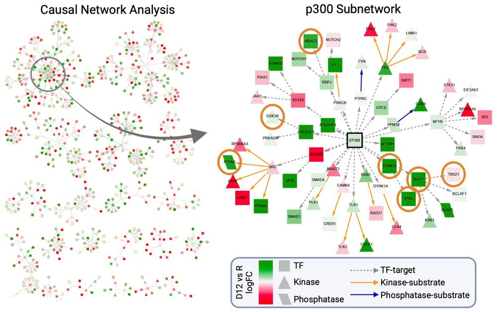 Left: Causal network analysis leveraging annotated interactions (transcription factor-target, kinase-substrate, phosphatase-substrate) as a framework to evaluate protein expression changes (late exhaustion versus resting) to predict key nodes. Right: A pruned version of a large subnetwork with p300 (black outline) as the main hub.