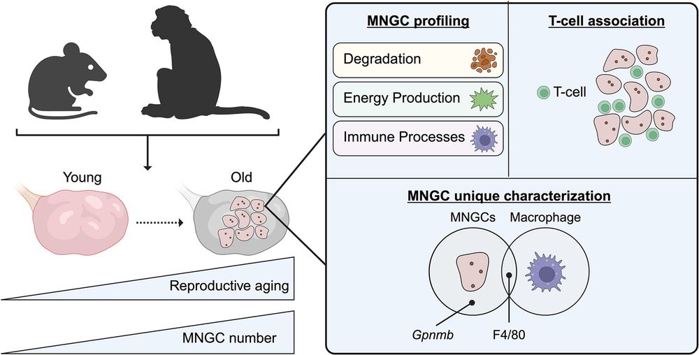 In ovaries collected from mice and nonhuman primates (NHPs), MNGC penetrance increases with reproductive age (left panel). Transcriptomic profiling of MNGCs reveals the top gene categories as degradation, energy production, and immune processes (right panel top left section). Further, MNGCs are closely associated with T-cells (right panel top right section). Additional transcriptomic analysis segregates MNGCs from macrophages and stromal cells. While stromal cells serve as controls and do not overlap with macrophages or MNGCs, macrophages and MNGCs share expression of macrophage marker F4/80. However, the authors identify Gpnmb as a unique, putative marker of ovarian MNGCs (right panel bottom section). Created in BioRender