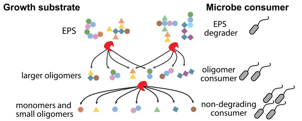 Graphical illustration of how EPS is enzymatically degraded in multiple steps into smaller fragments, fueling the growth of non-degrading species: EPS degraders break down EPS into larger oligomers for oligomer consumers; further degradation into monomers and small oligomers supports non-degrading consumers. 
