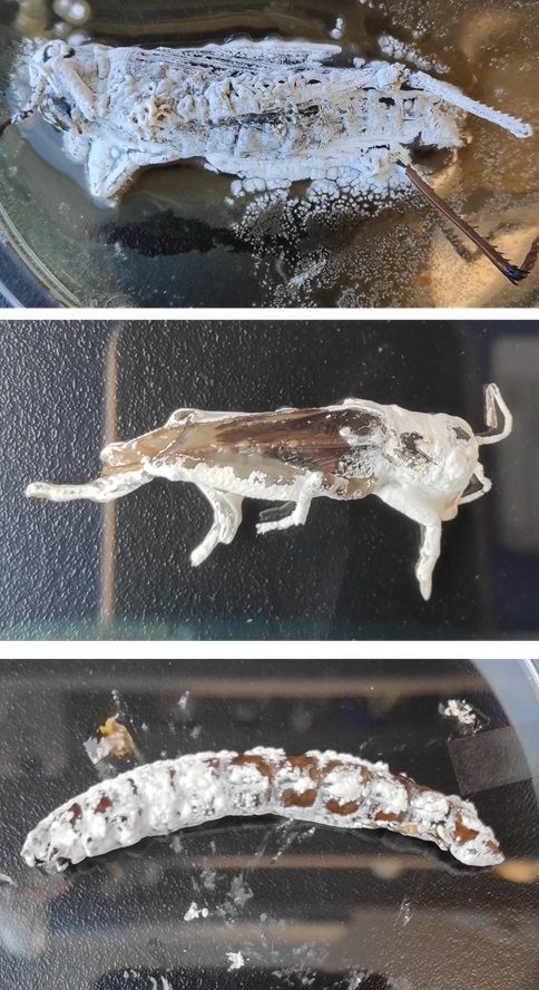 Images of Streptomyces venezuelae consuming the chitin-rich exoskeleton of a dead grasshopper (top), cricket (middle) and superworm (bottom).
