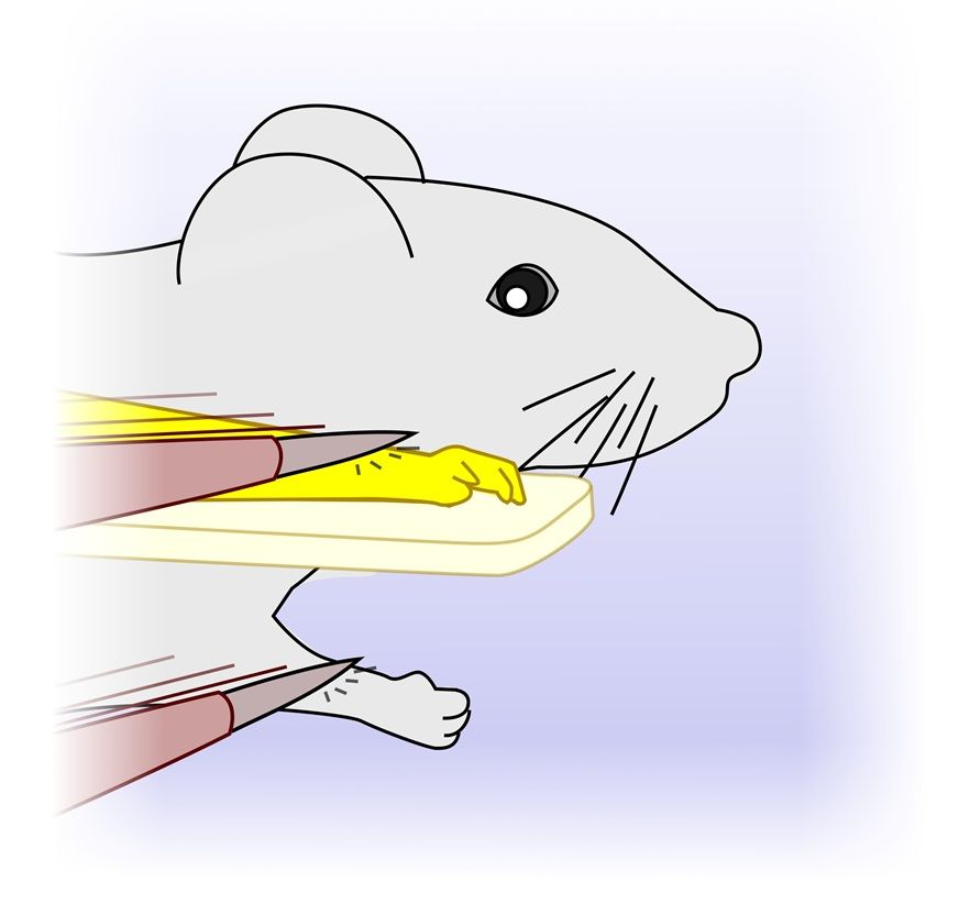 The rubber-hand illusion was translated to the mouse model. Just like in humans, embodiment in mice can be achieved by brushing the real forelimb of the mouse and the artificial limb (yellow) in synchrony to generate matching visual and touch percepts. This study suggests that as the mouse looks at the artificial limb, it perceives it as its own limb, and feels threatened if the artificial limb is threatened. Image credit: Luc Estebanez.