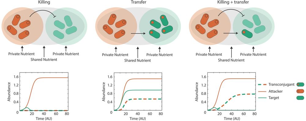  Modeling predicts that metabolic diversity increases the ecological impacts of weapon gene transfer. Modeling scenarios for each column are shown across the top row. Bottom row: Example dynamics of the strains (attacker, target, transconjugant) during a contest using parameters that correspond to the cross (X) shown in the parameter sweeps directly below.