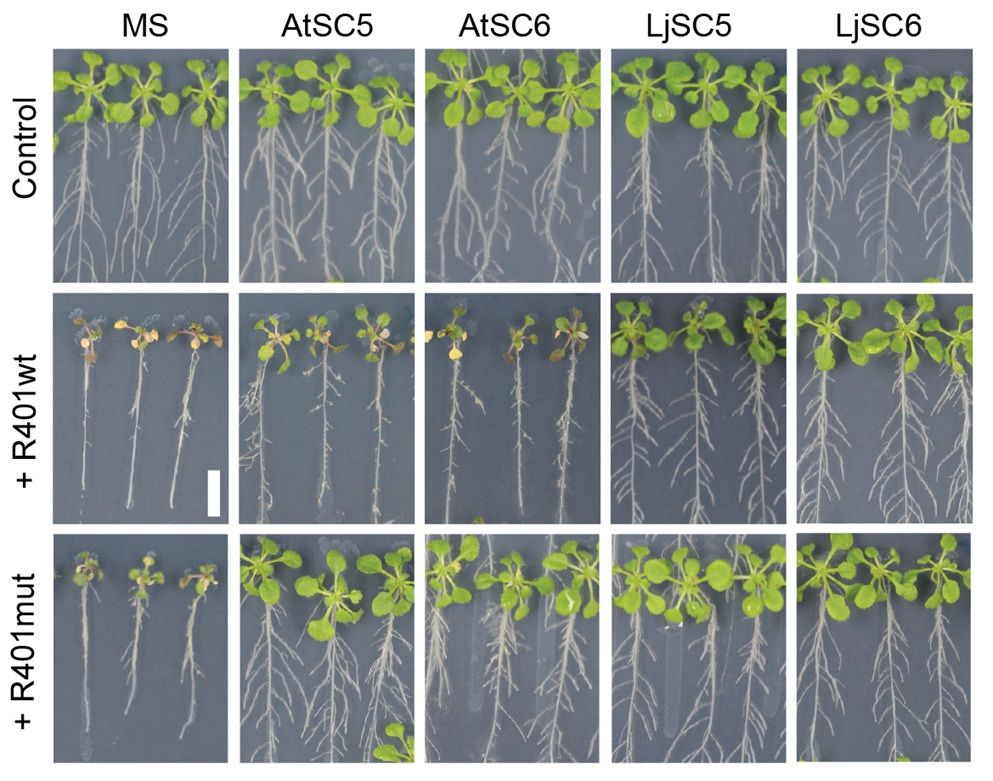  Arabidopsis thaliana Col-0 phenotypes grown on MS agar plates alone (MS) or in co-cultivation with the indicated SynComs (AtSC5, AtSC6, LjSC5, LjSC6), and after treatment with mock (Control), R401 wild-type (R401wt) or R401 ΔpvdY ΔphlD (R401mut) strain. Scale bar corresponds to 1 cm.
