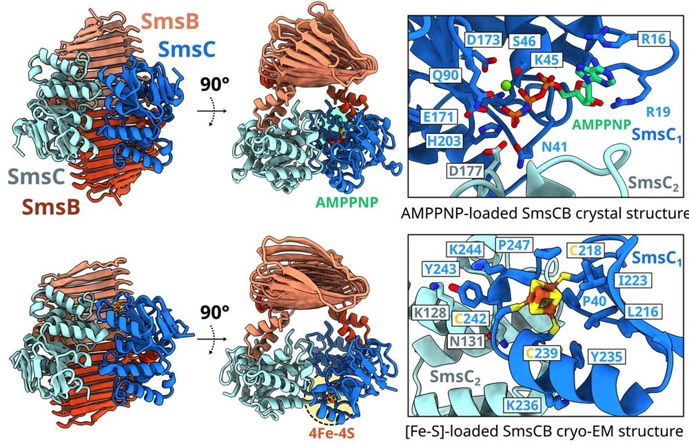 Overall architecture of the SmsC2B2 complex. Top left: AMP-PNP-loaded SmsC2B2 crystal structure. Top right: Close-up on the binding site of the AMP-PNP/Mg2+ showing residues surrounding the binding site of AMP-PNP. Bottom left: Cryo-EM structure of the [Fe-S]-bound SmsC2B2 complex. Bottom right: Close-up on the binding site of the [Fe-S] cluster showing the C218, C239, and C242 coordinating the [Fe-S] cluster. The cluster binding site lies in a solvent-exposed hydrophobic pocket consisting of residues P40, L216, I223, Y235, F234, and P247.
