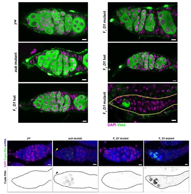 Loss of D1 during embryogenesis triggers transposon expression in adult ovaries. Top: Ovaries from the indicated genotypes (D1 and aubergine mutants and heterozygotes, F1 and F2) were stained with Vasa (green) and DAPI (magenta). Bottom: RNA in situ hybridization against Copia (green) and total polyadenylated mRNA (blue) was performed in ovaries of the indicated genotypes that were also stained for DAPI (magenta). Yellow and black arrowheads indicate undifferentiated germ cells in the aubergine mutant germarium.