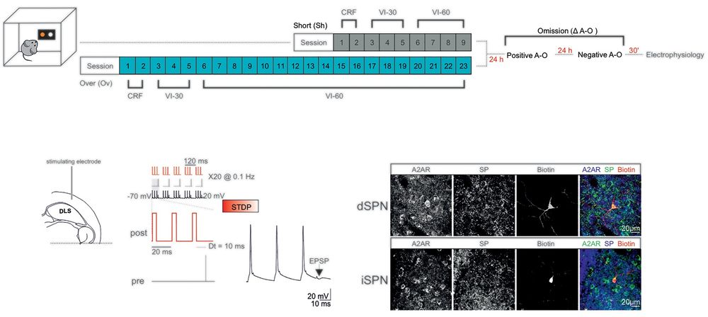 Top: Schematic of the behavioral regimes followed by ex vivo electrophysiology. Bottom left: Experimental configuration in horizontal brain slices containing the DLS. Bottom middle: The post-pre pairing protocol (negative STDP) for the induction of t-LTD. Bottom right: Confocal laser scanning microscopy images of triple immunofluorescence for adenosine A2A receptor (A2AR), substance P (SP), and biotin in patch-recorded neurons (scale bar: 20 µm).