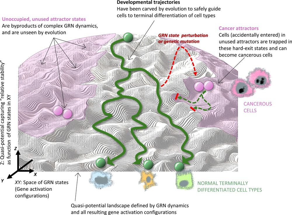 A figure depicting the concept of cancer attractor states within Waddington's landscape, and how gene regulatory network dynamics influence these states.