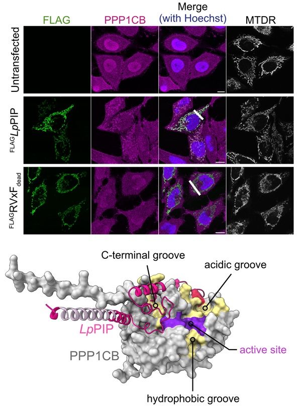 Top: HeLa cells expressing FLAGLpPIP, or FLAGRVxFdead were stained with 100 nM MitoTracker Deep Red FM (mitochondria; MTDR) and, following fixation, processed for immunofluorescence using antibodies against FLAG (green) and PPP1CB (magenta). Nuclei were stained with Hoechst 33258 (blue). Scale bar represents 10 μm. Fluorescence signal profiles of FLAG and PPP1CB were measured across the indicated line of interest. Bottom: AlphaFold3 structure of LpPIP-PPP1CB complex labeled with the active site (purple) and three substrate binding grooves (yellow) of PPP1CB.