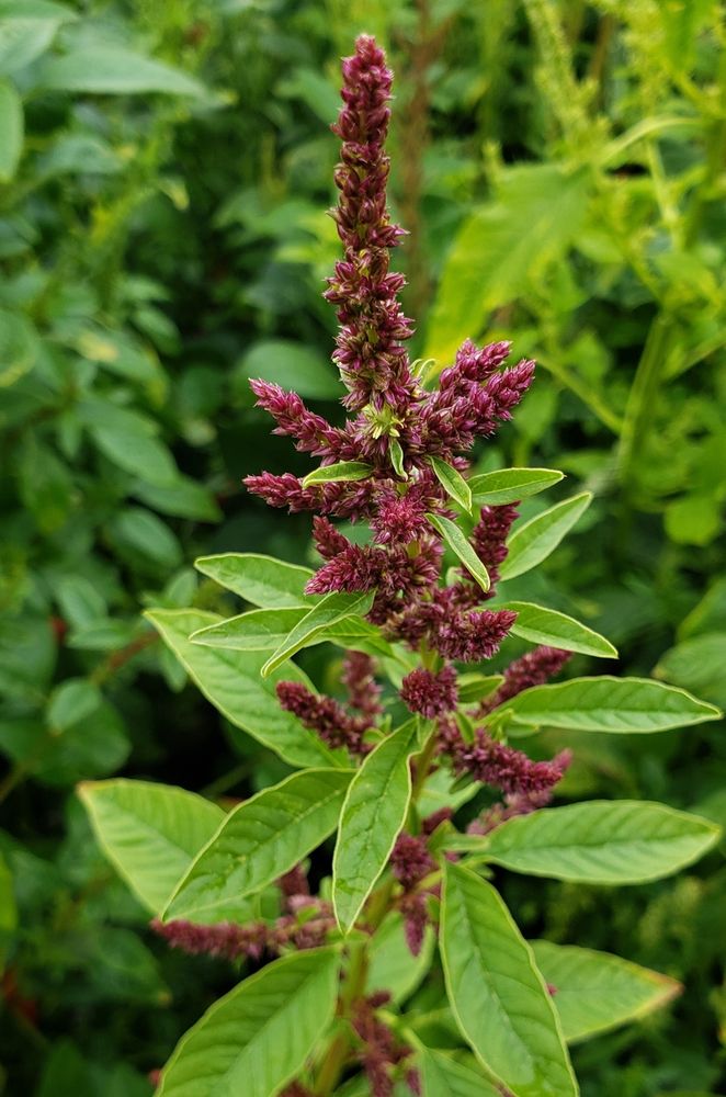 Male waterhemp (Amaranthus tuberculatus) displaying the compact, dense inflorescence structure characteristic of staminate plants. The reddish-purple flower spikes contain numerous small flowers, each bearing the yellow anthers that produce pollen in this dioecious species. Image credit: Julia Kreiner.