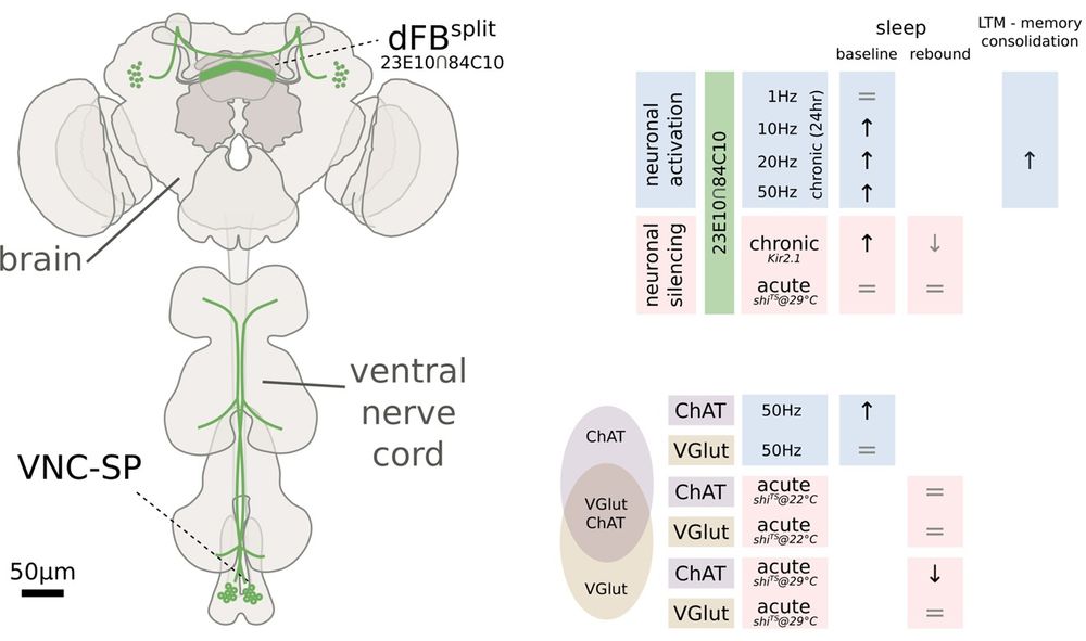 Dissecting dFB regulation of sleep in Drosophila. Left: The commonly used 23E10 GAL4 drives expression in the green cells located in the brain and the ventral nerve cord. Jones and colleagues have obtained a refined split-GAL4 line that limits expression in the brain cells only, excluding the peripheral VNC-SP cells. Top right: Optogenetic stimulation of the dFBsplit cells at frequencies higher than 10 Hz for 24 h leads to an increase in baseline sleep and promotes long-term memory consolidation. Chronic inactivation also paradoxically leads to an increase in baseline sleep and mildly affects sleep homeostasis. Bottom right: Optogenetics activation of cholinergic neurons also leads to an increase in baseline sleep, while inactivation leads to a decrease in sleep rebound but only in stronger regimes of thermogenetic silencing.