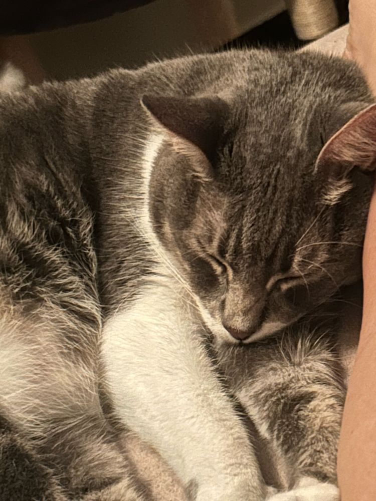 Sleeping gray-and-white cat. Head rests between two extended front legs. 