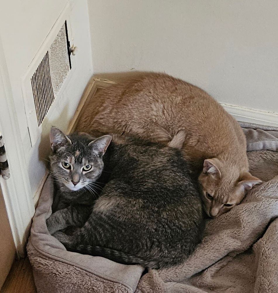My two cats, Mabel, a dilute tortoiseshell and Jerry Only, an orange tabby enjoy the heat vent.
