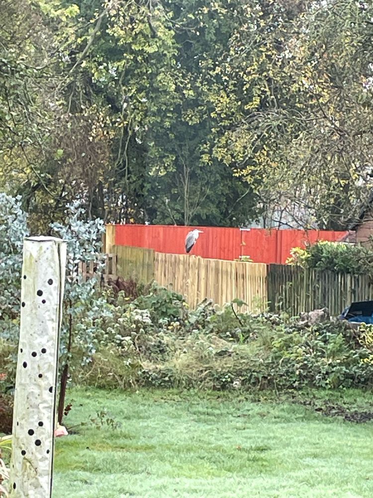Heron sat on a fence. 