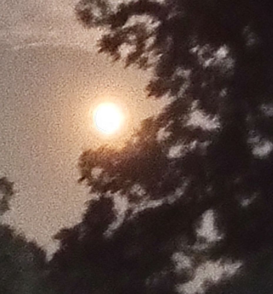Very bright full moon rising behind a tree.