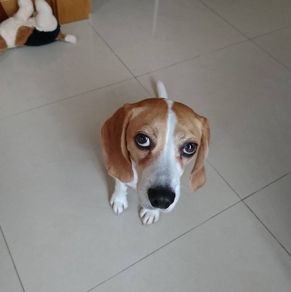 Charlotte or Charlie the innocent. Her motto is look at me, whatever it was I didn't do it! A playful girl with a psychotic streak of jealousy