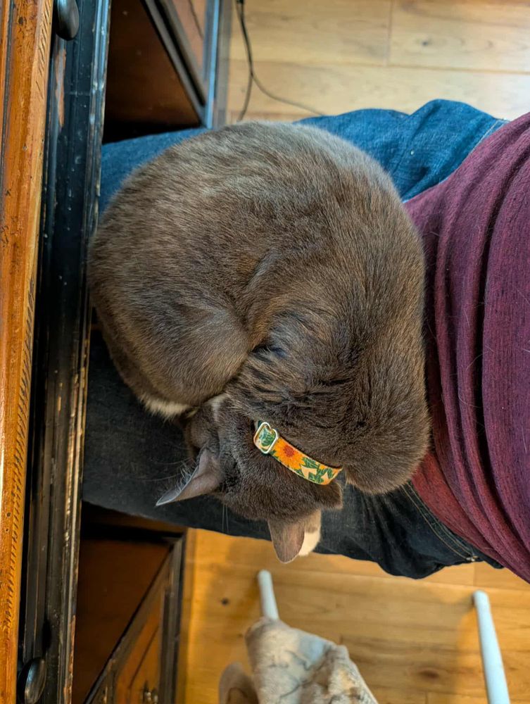 A small grey cat is curled up on someone's lap. The photo is taken from above by the person who is sitting at a work desk at home.