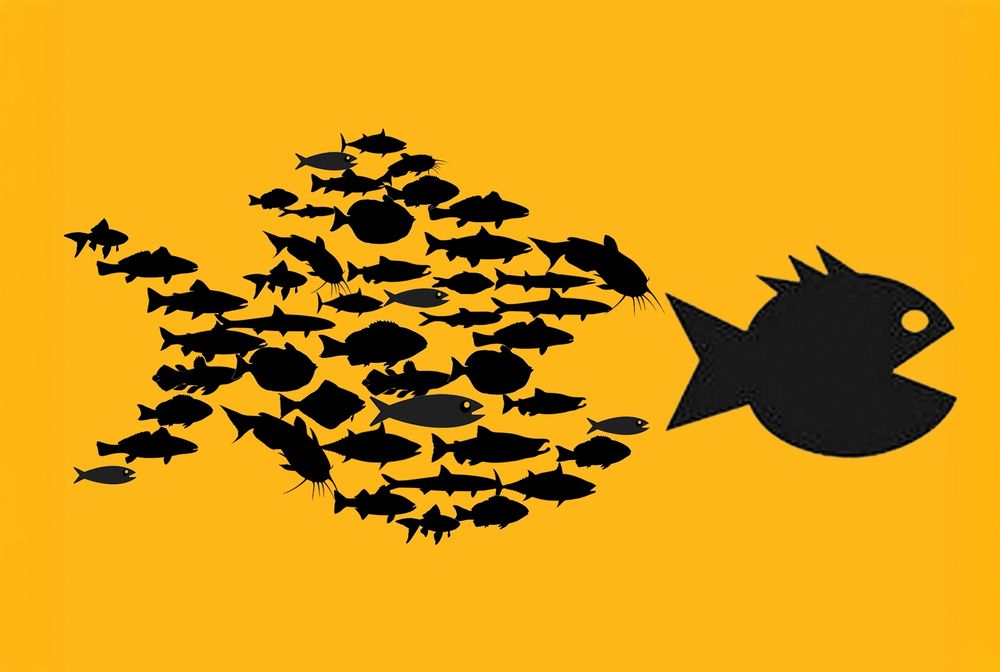 A school of fish that are different types of fish a bigger fish so that they can eat that fish 