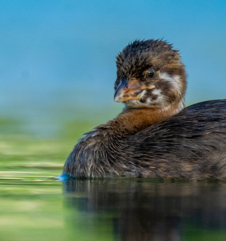 a juvenile pied billed grebe, post clown phase