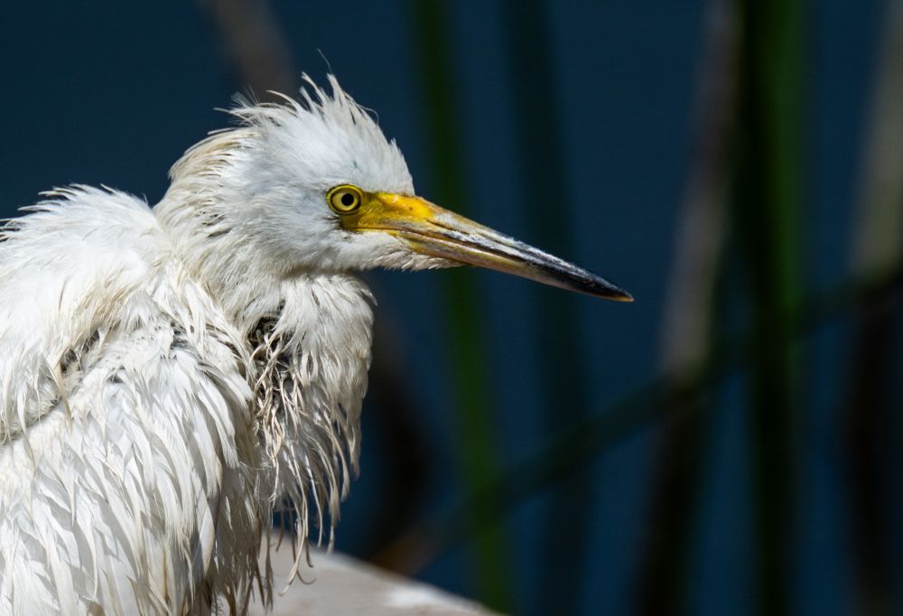 A very wet snowy egret. Not looking too happy about the situation 