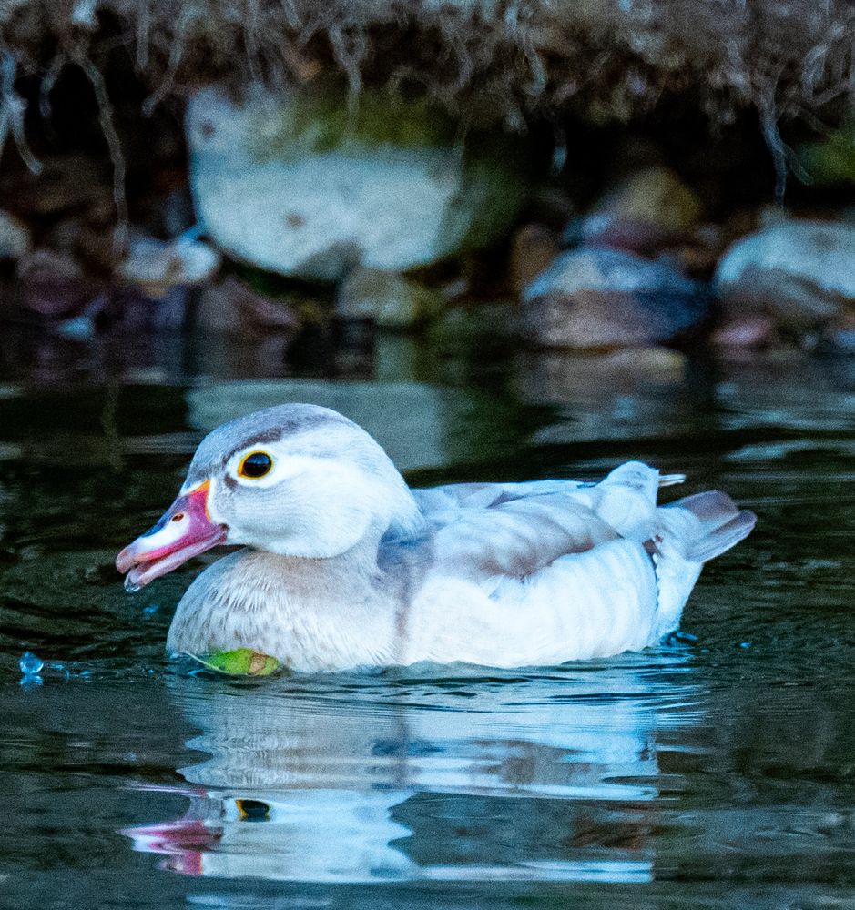 Swimming and drinking from the water, pretty grainy photo