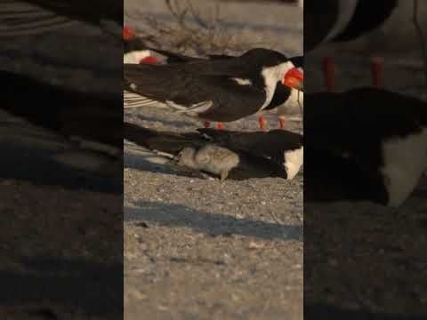 Black skimmer chick attempts to snuggle with it's parent, can't burrow below it.